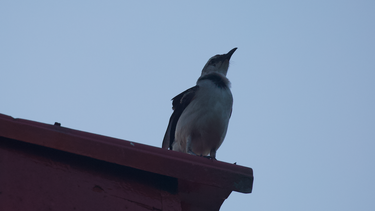 Tropical Mockingbird - ML647336565