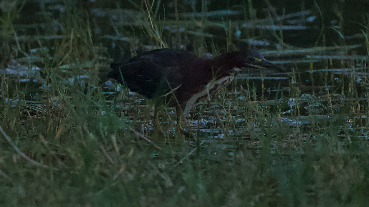 Green Heron - ML647336575