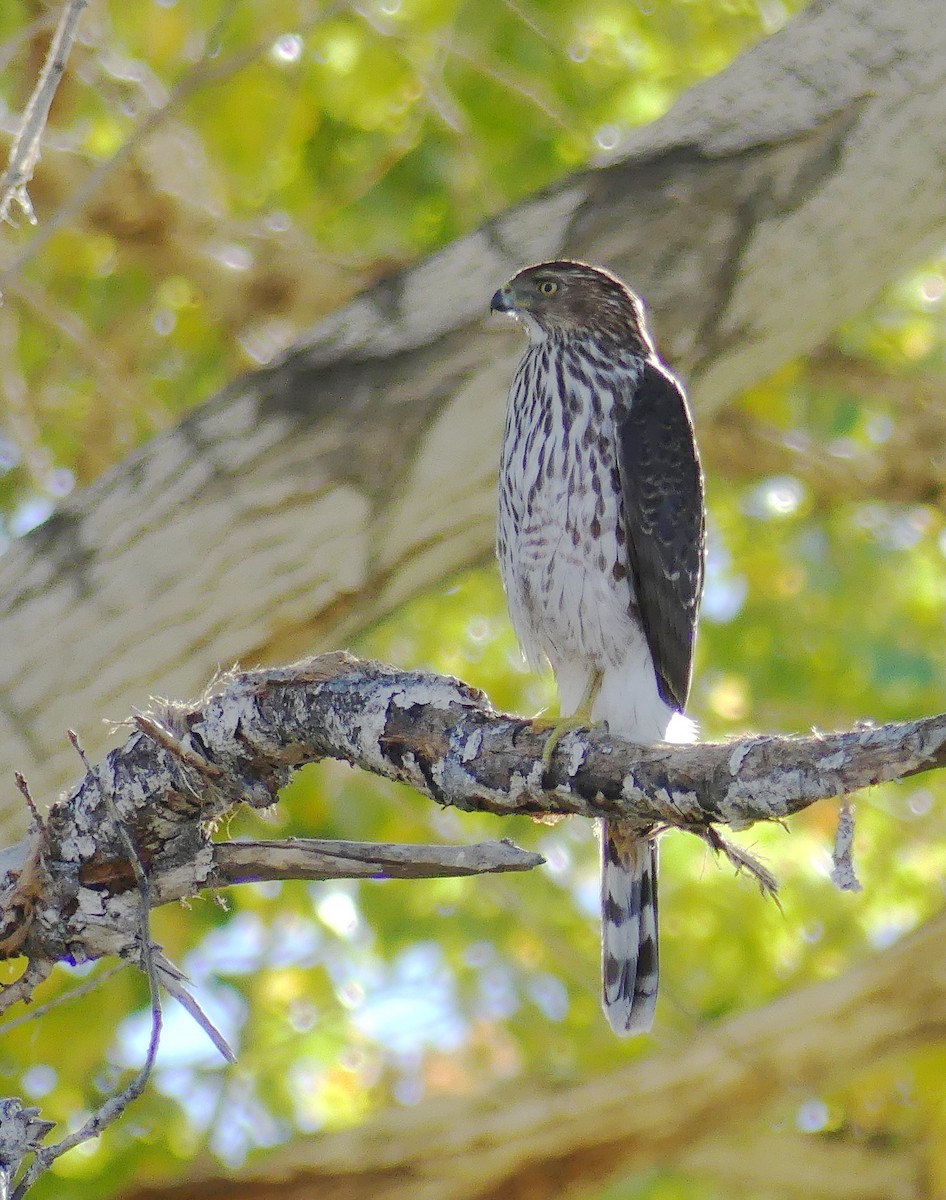 Cooper's Hawk - ML647336578