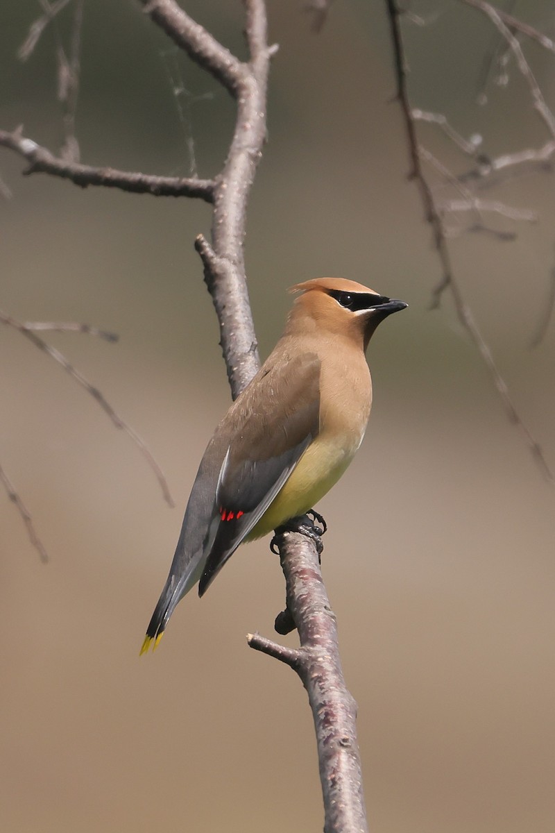 Cedar Waxwing - ML647336593