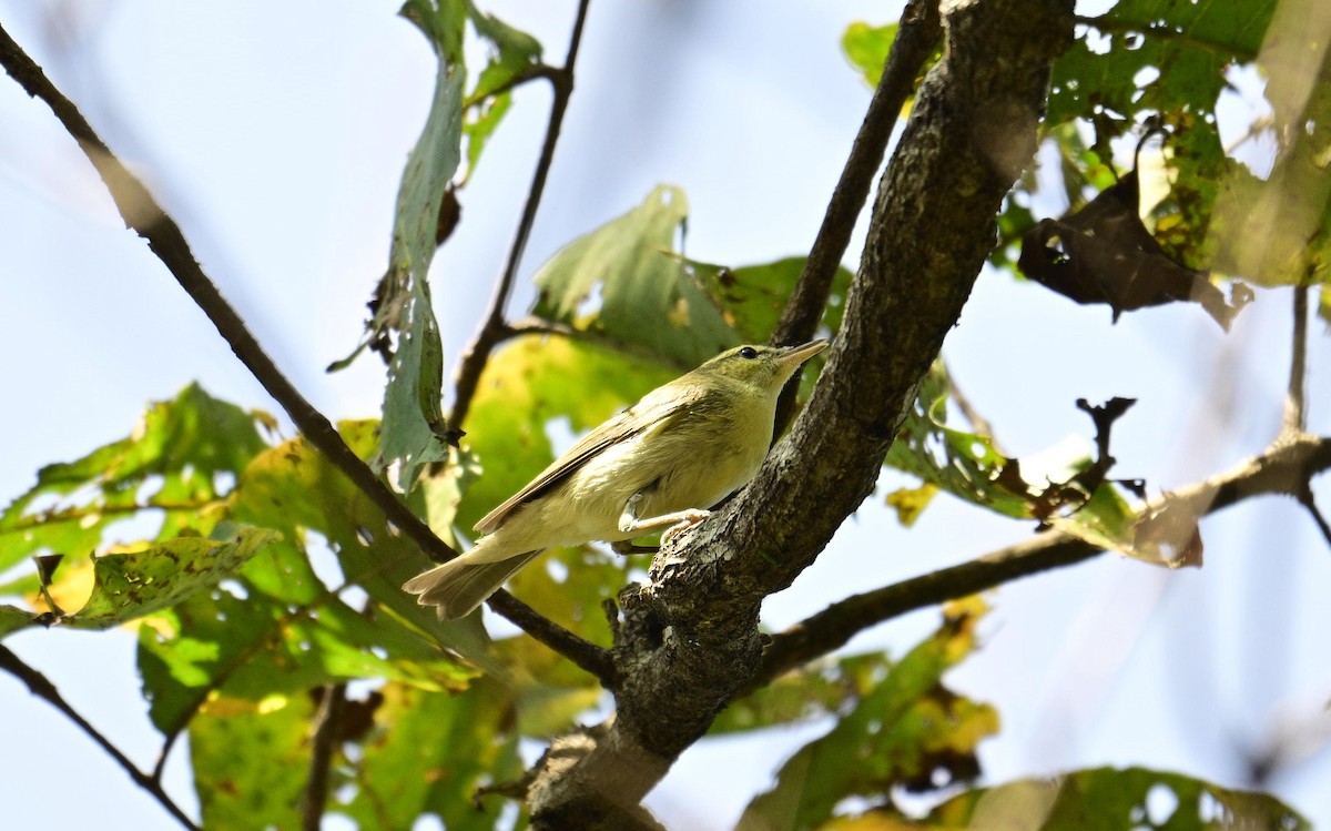 Вівчарик жовточеревий - ML647336606