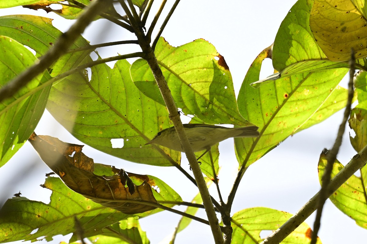 Вівчарик жовточеревий - ML647336607