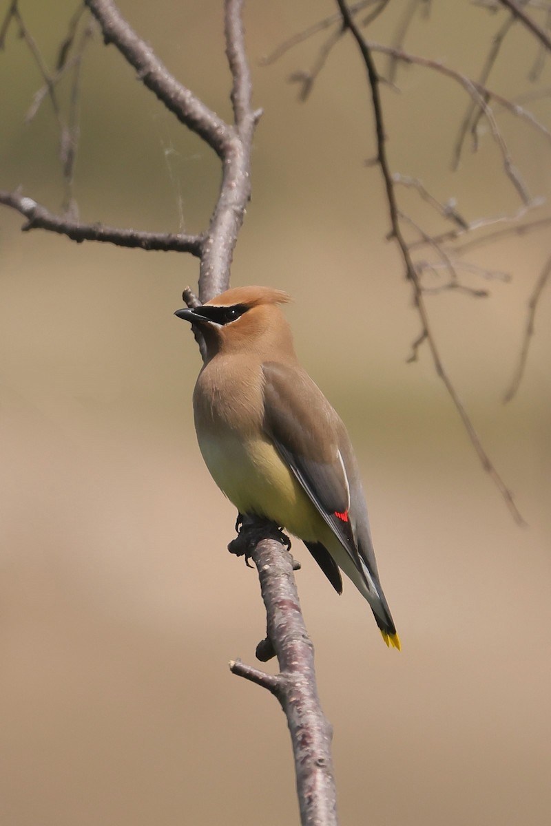 Cedar Waxwing - ML647336608