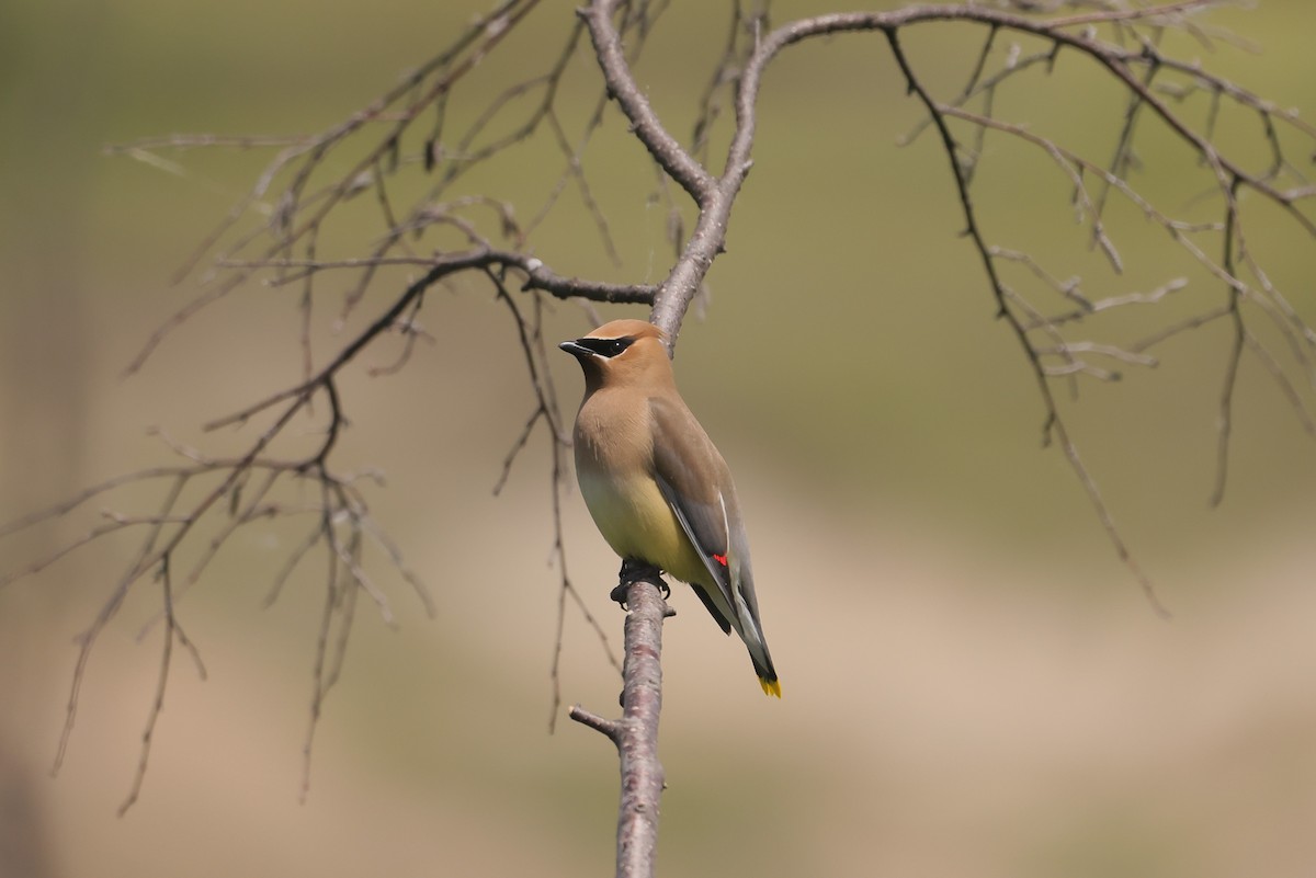 Cedar Waxwing - ML647336612
