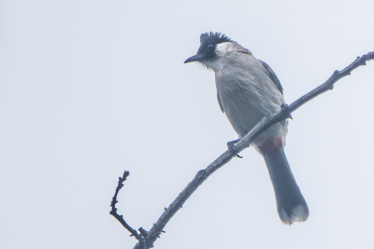 Sooty-headed Bulbul - ML647336624