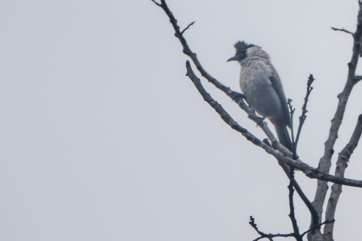 Sooty-headed Bulbul - ML647336625