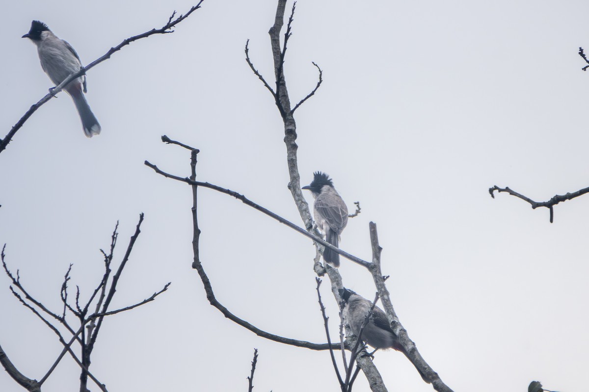 Sooty-headed Bulbul - ML647336626