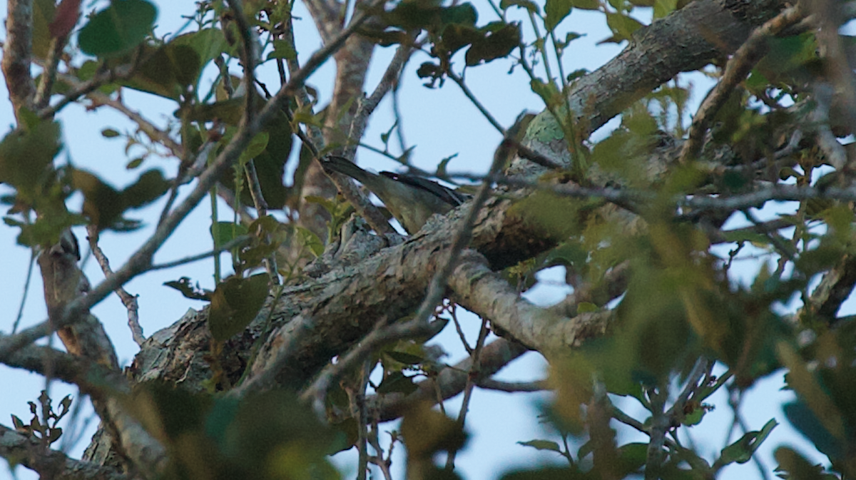 Yellow-throated Warbler - ML647336630