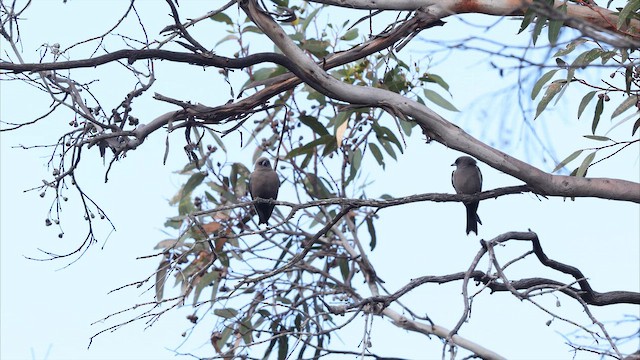 Ланграйн бурий - ML647336633