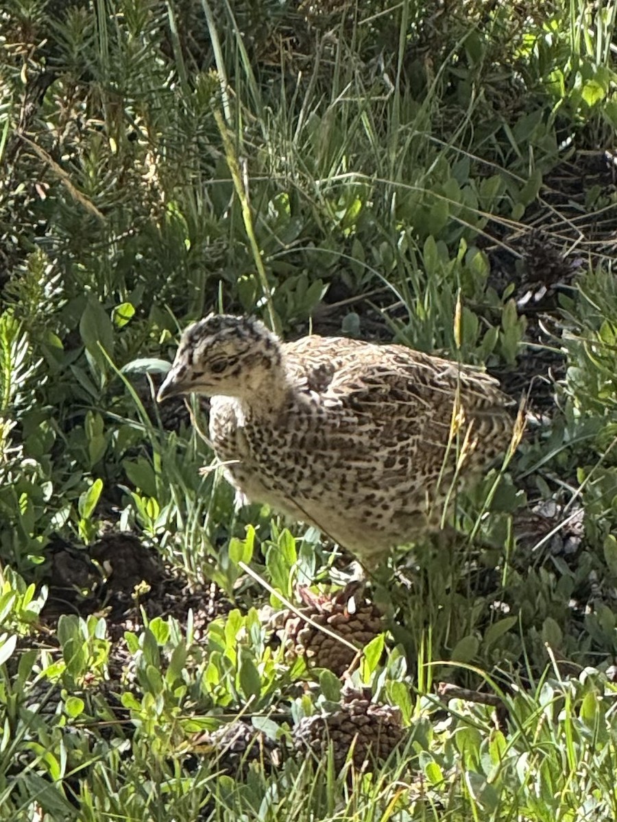 Sooty Grouse - ML647336659