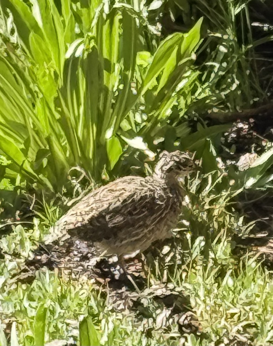 Sooty Grouse - ML647336660