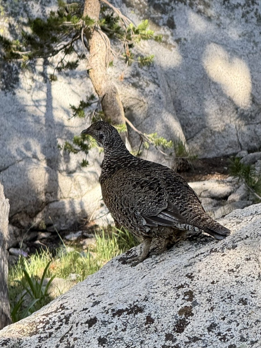 Sooty Grouse - ML647336661