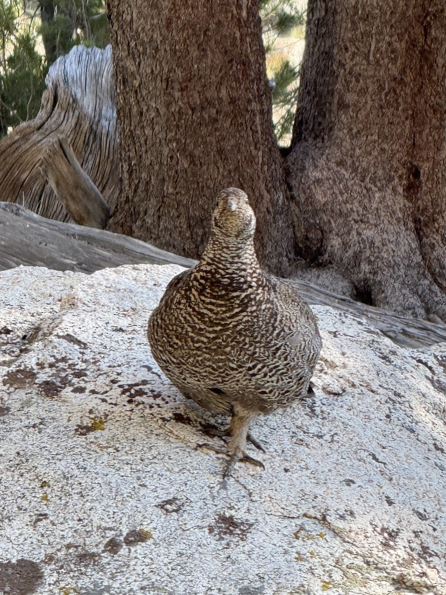 Sooty Grouse - ML647336662