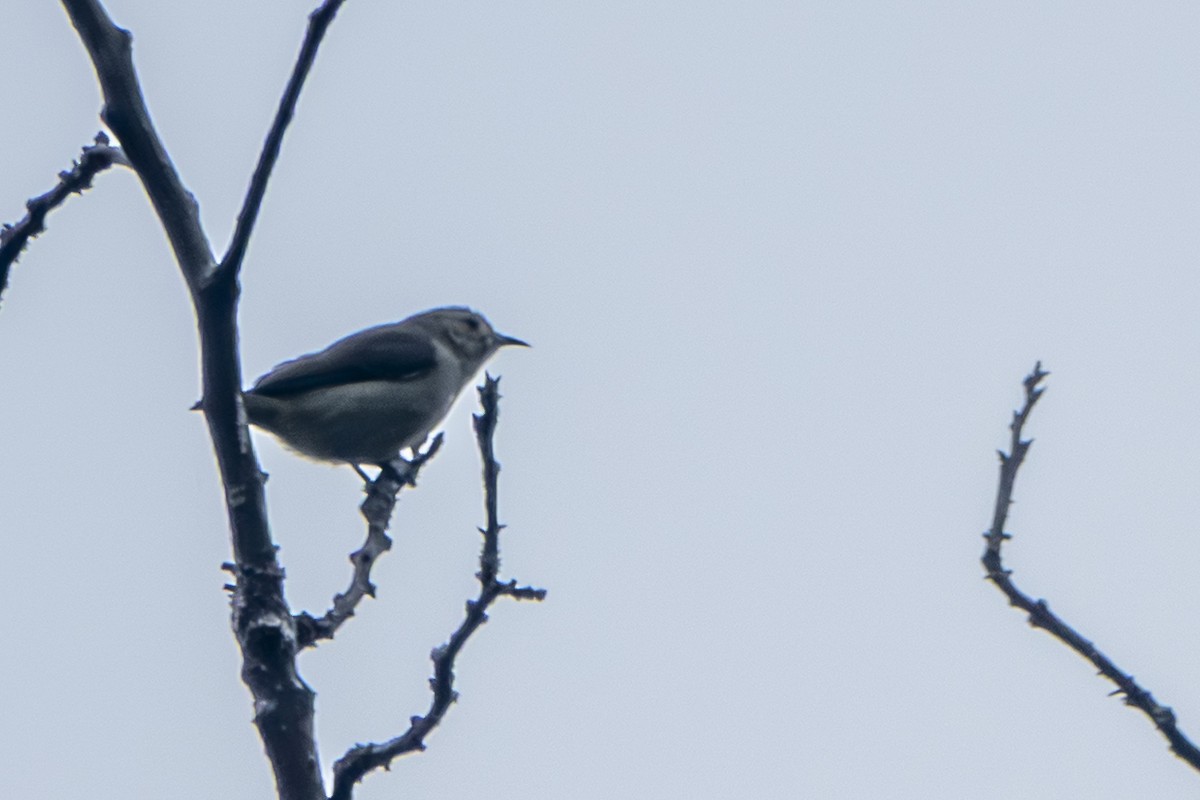 Plain Flowerpecker - ML647336666