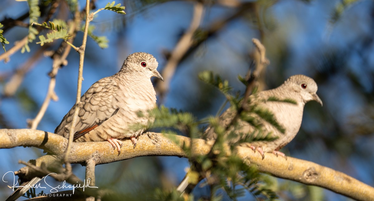 Inca Dove - ML647336667