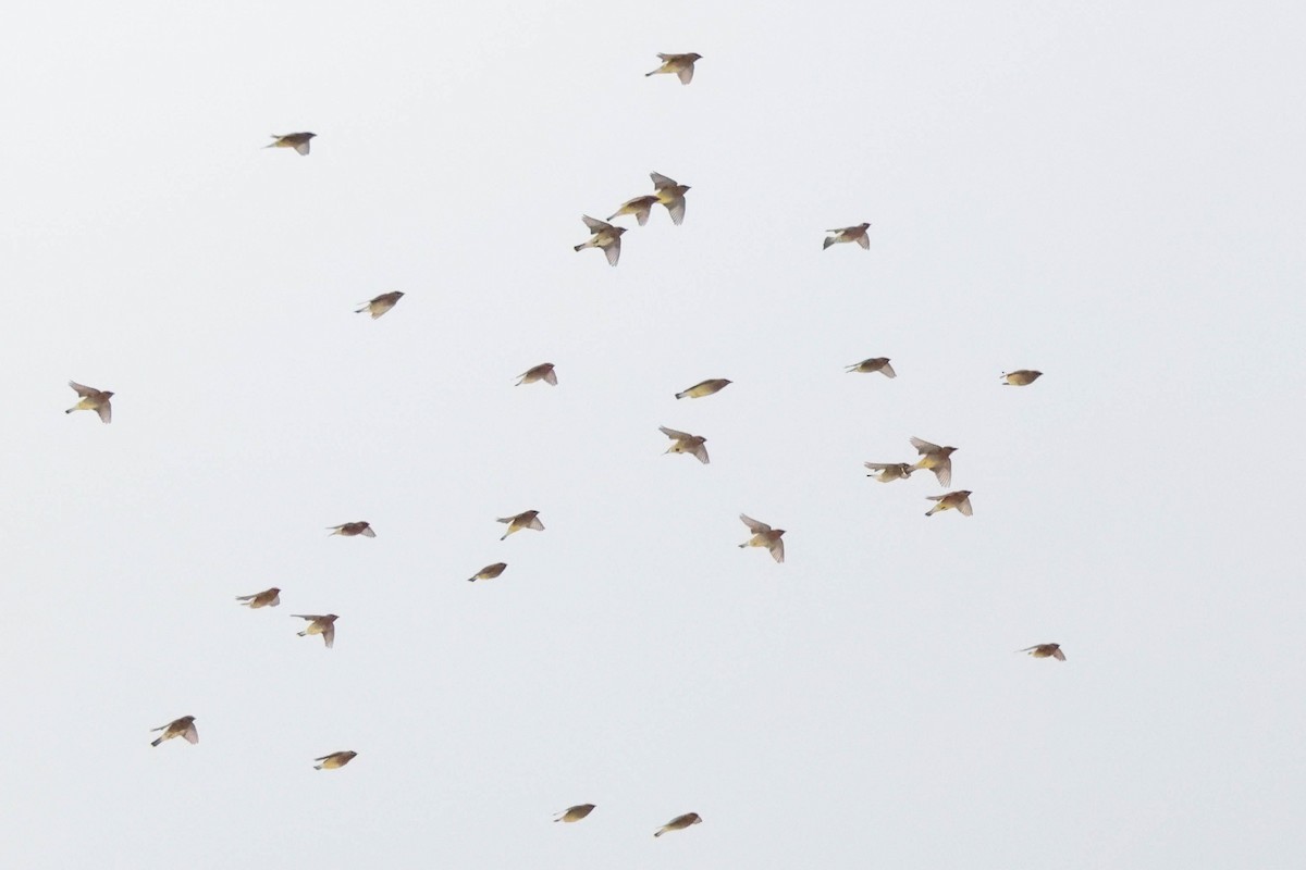 Cedar Waxwing - ML647336669