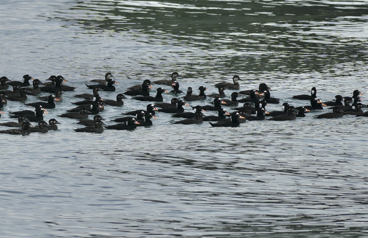 turpan žlutozobý - ML647336671