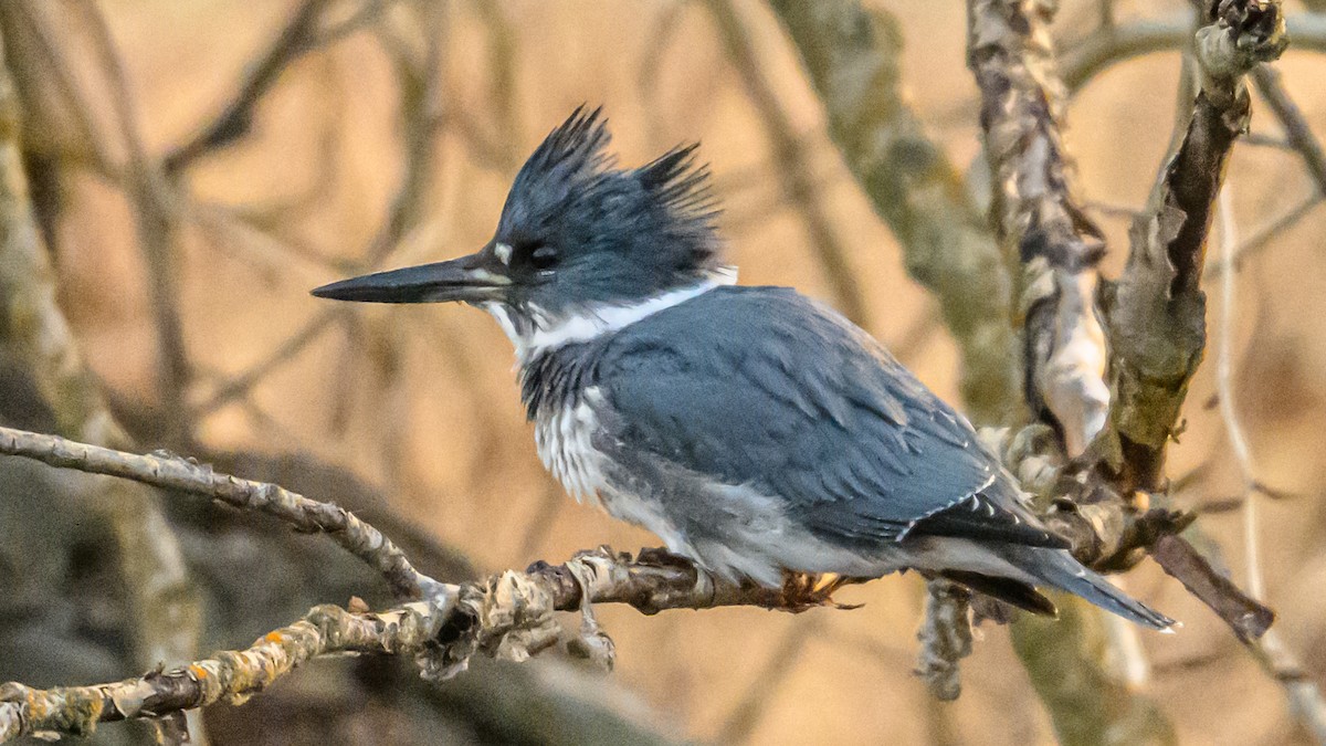 שלדג אמריקני - ML647336677
