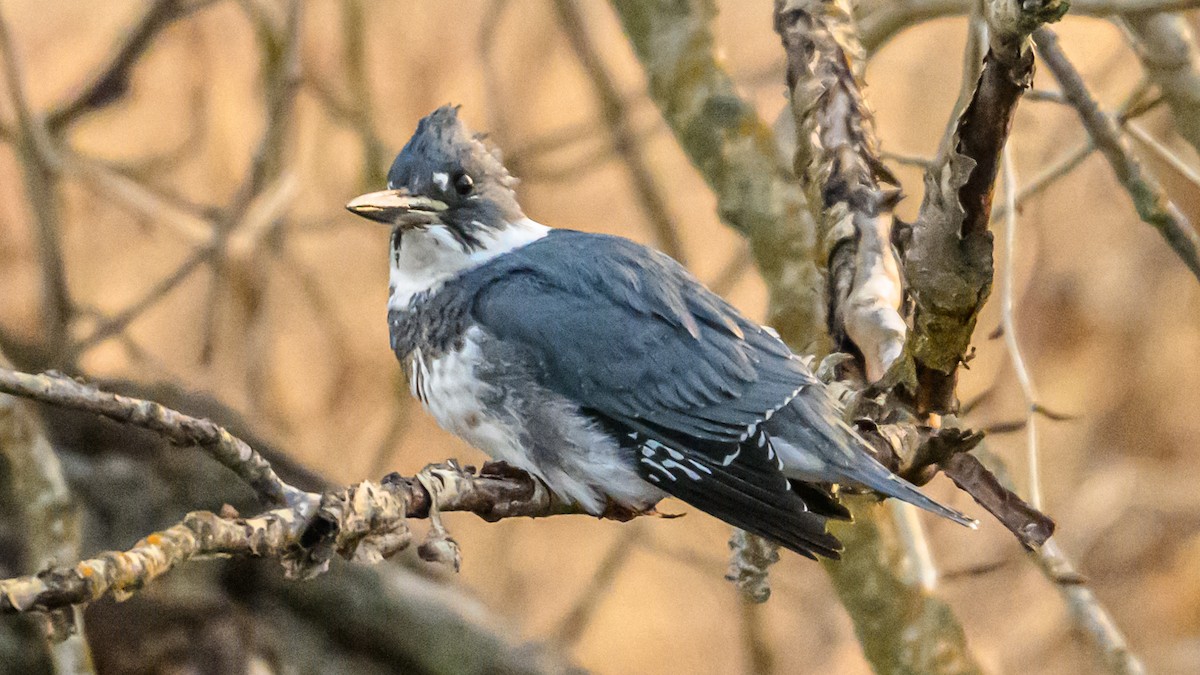 שלדג אמריקני - ML647336680
