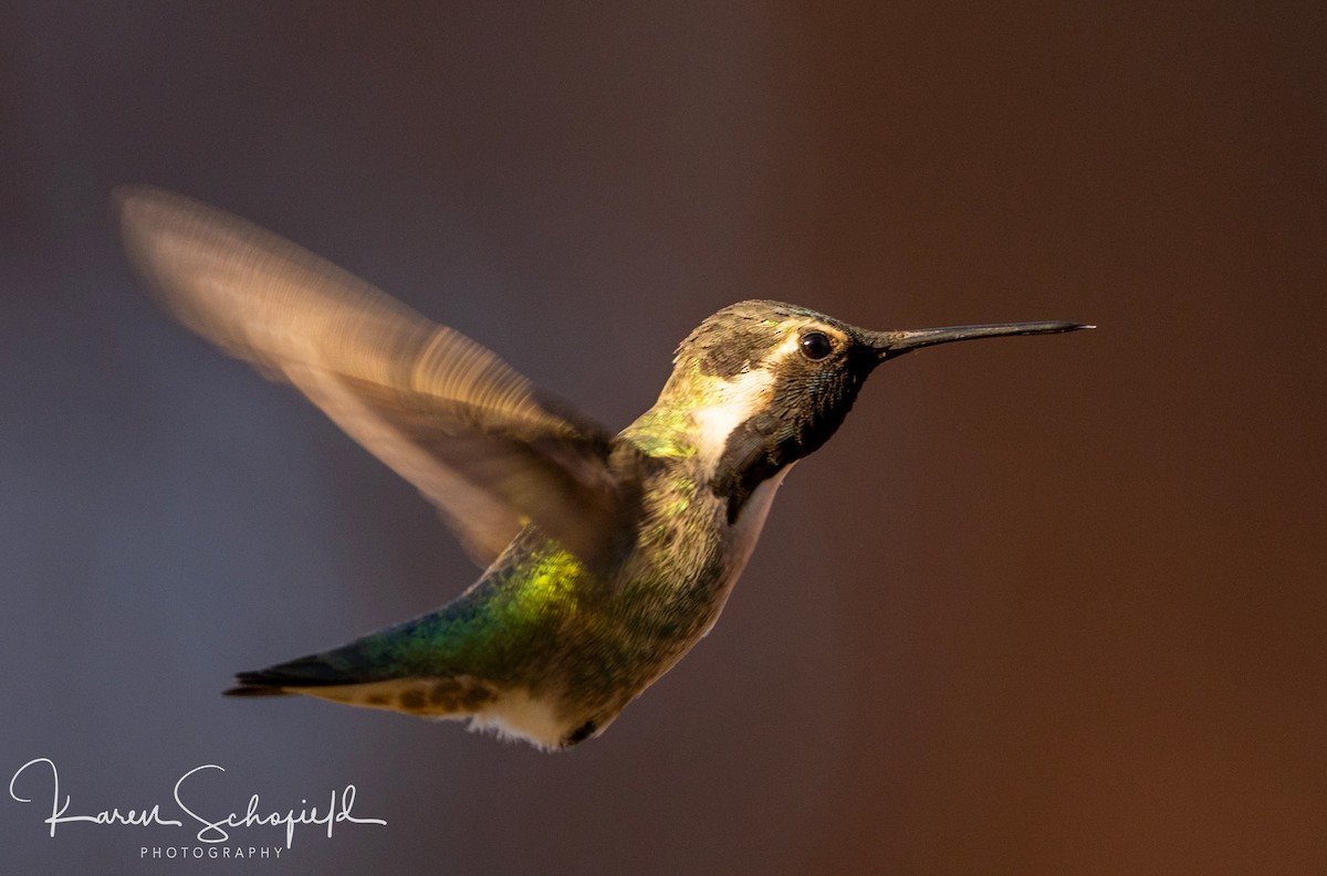 コスタハチドリ - ML647336719