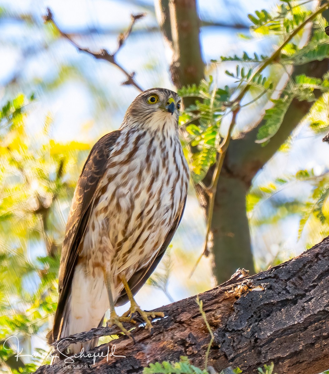 アシボソハイタカ - ML647336737