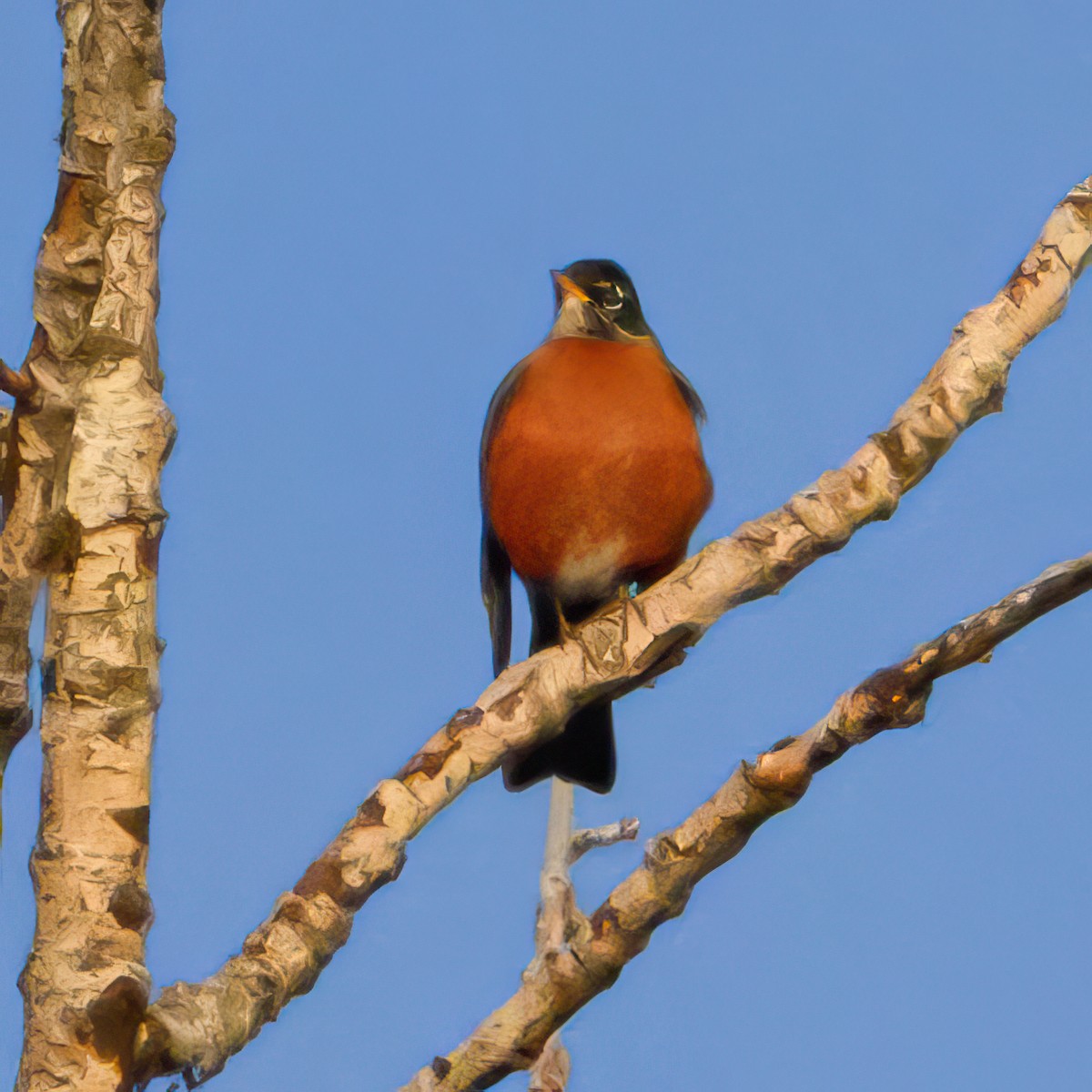 American Robin - ML647336740