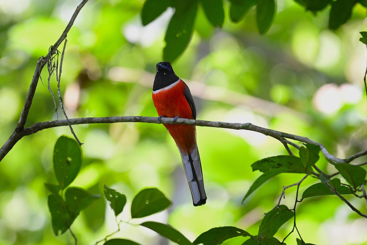 Trogon de Malabar - ML647336748