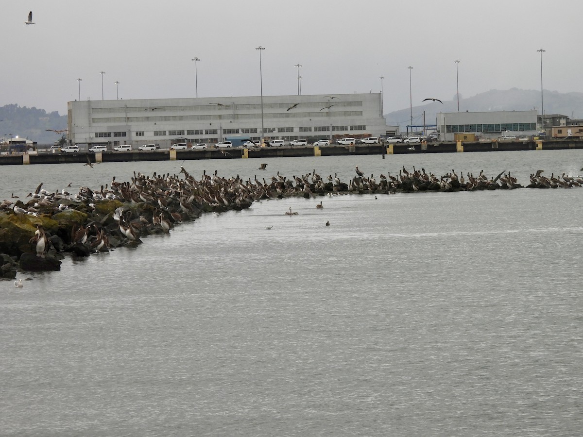 שקנאי חום - ML647336768