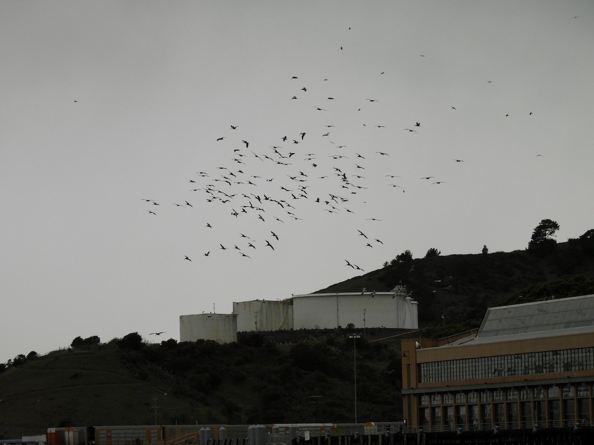 שקנאי חום - ML647336781