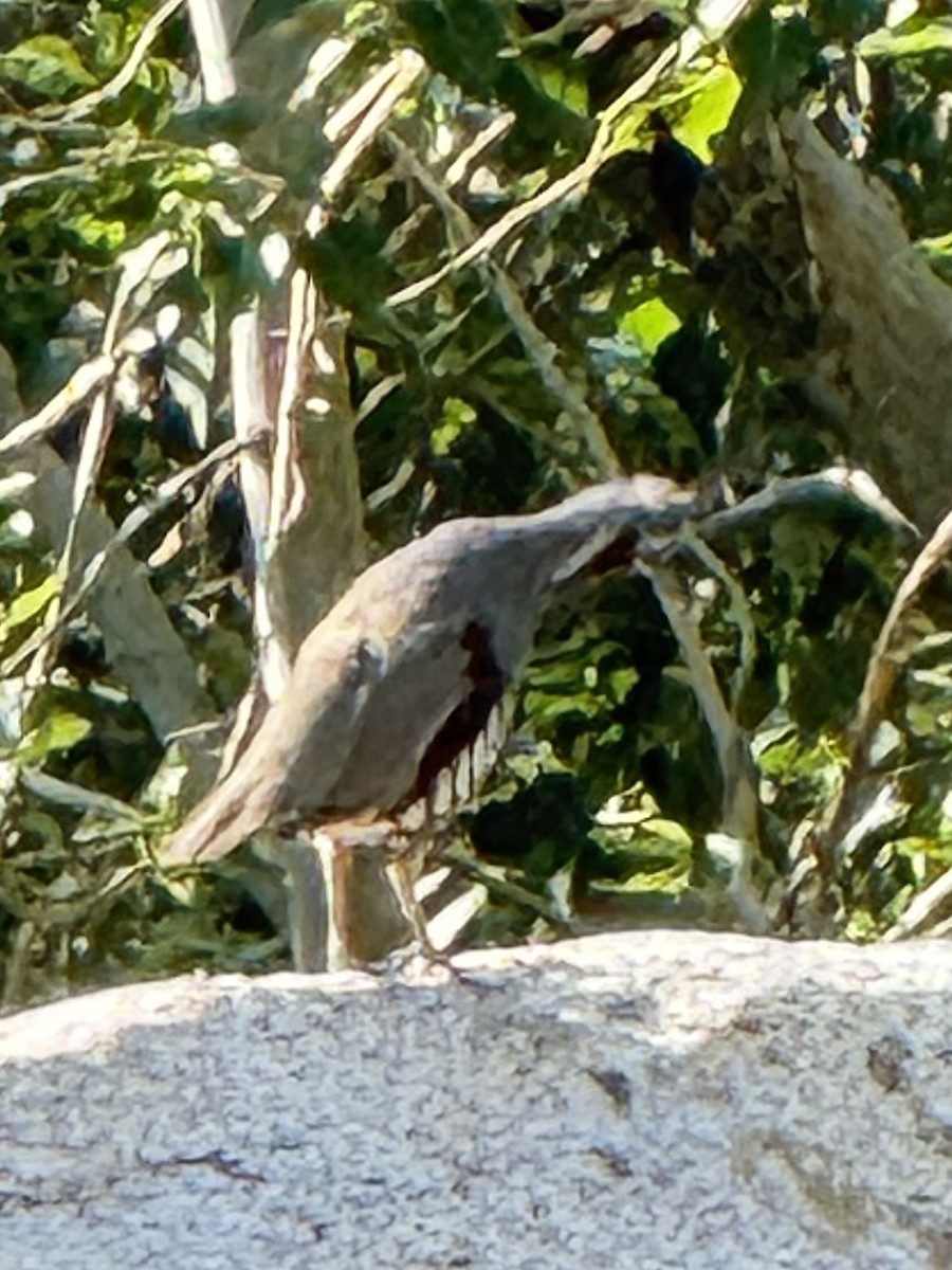 Mountain Quail - ML647336798