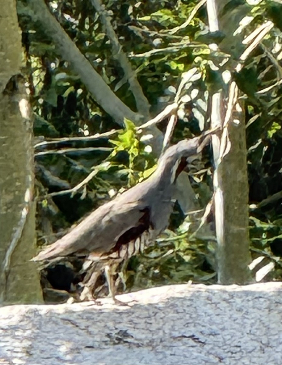 Mountain Quail - ML647336799