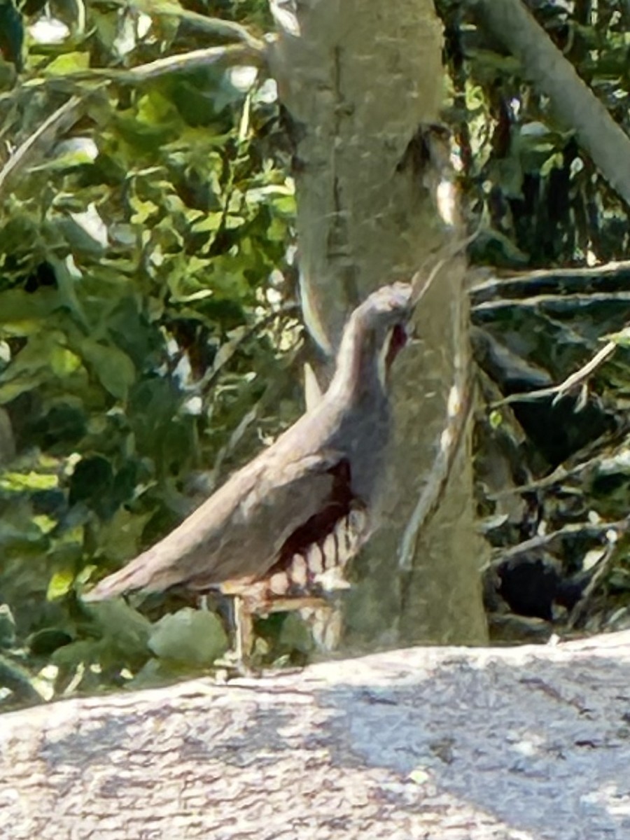 Mountain Quail - ML647336800