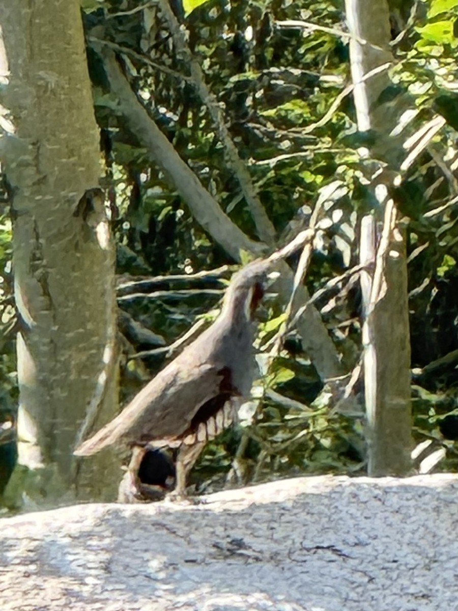 Mountain Quail - ML647336801
