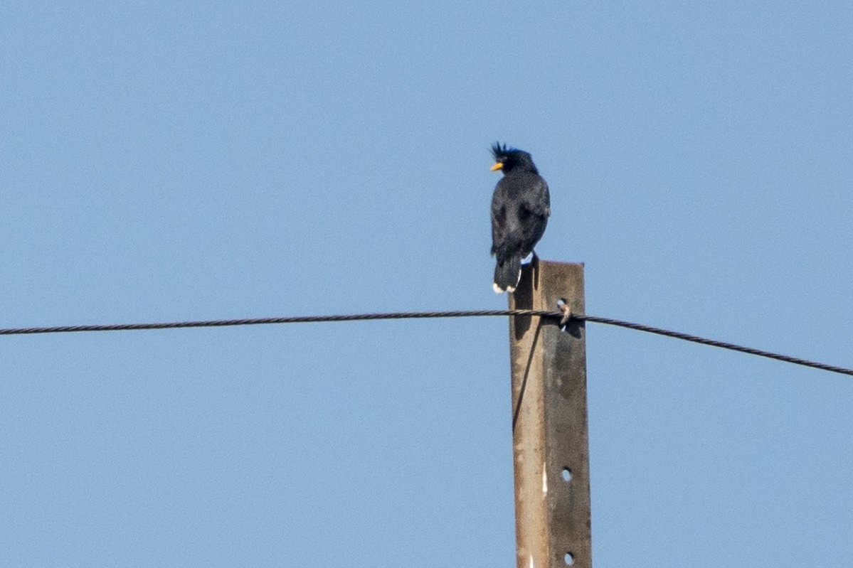 Great Myna - ML647336802