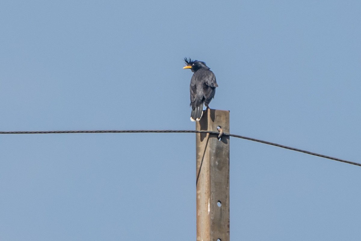 Great Myna - ML647336803