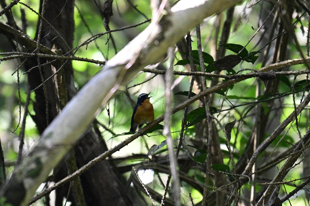 Indian Blue Robin - ML647336825