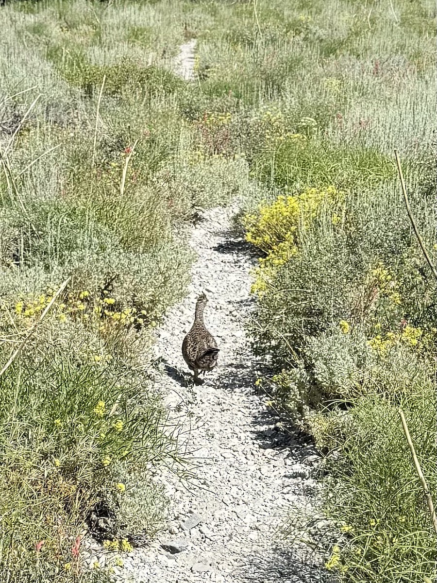 Sooty Grouse - ML647336846