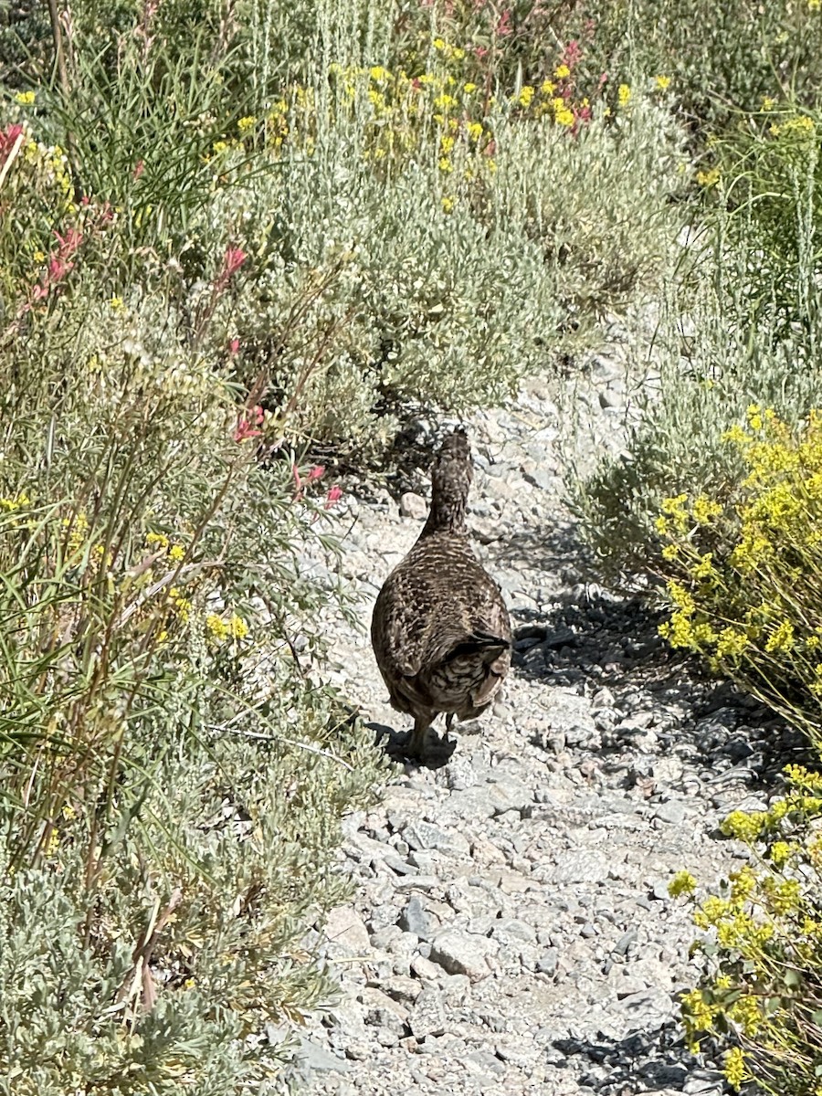 Sooty Grouse - ML647336847