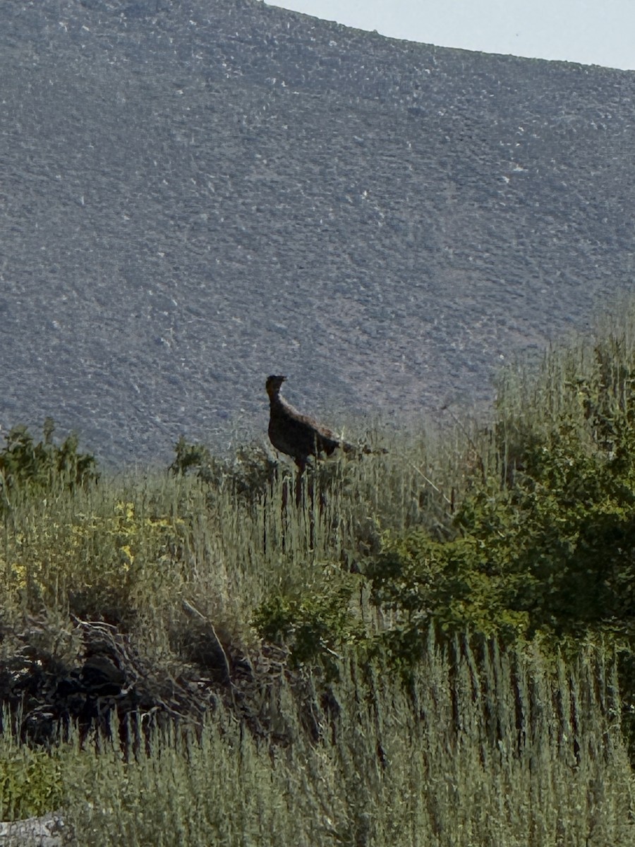 Sooty Grouse - ML647336848