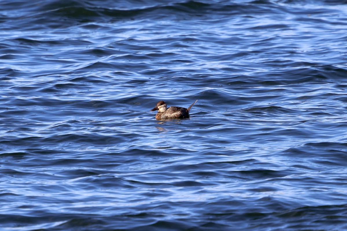 Ruddy Duck - ML647336850