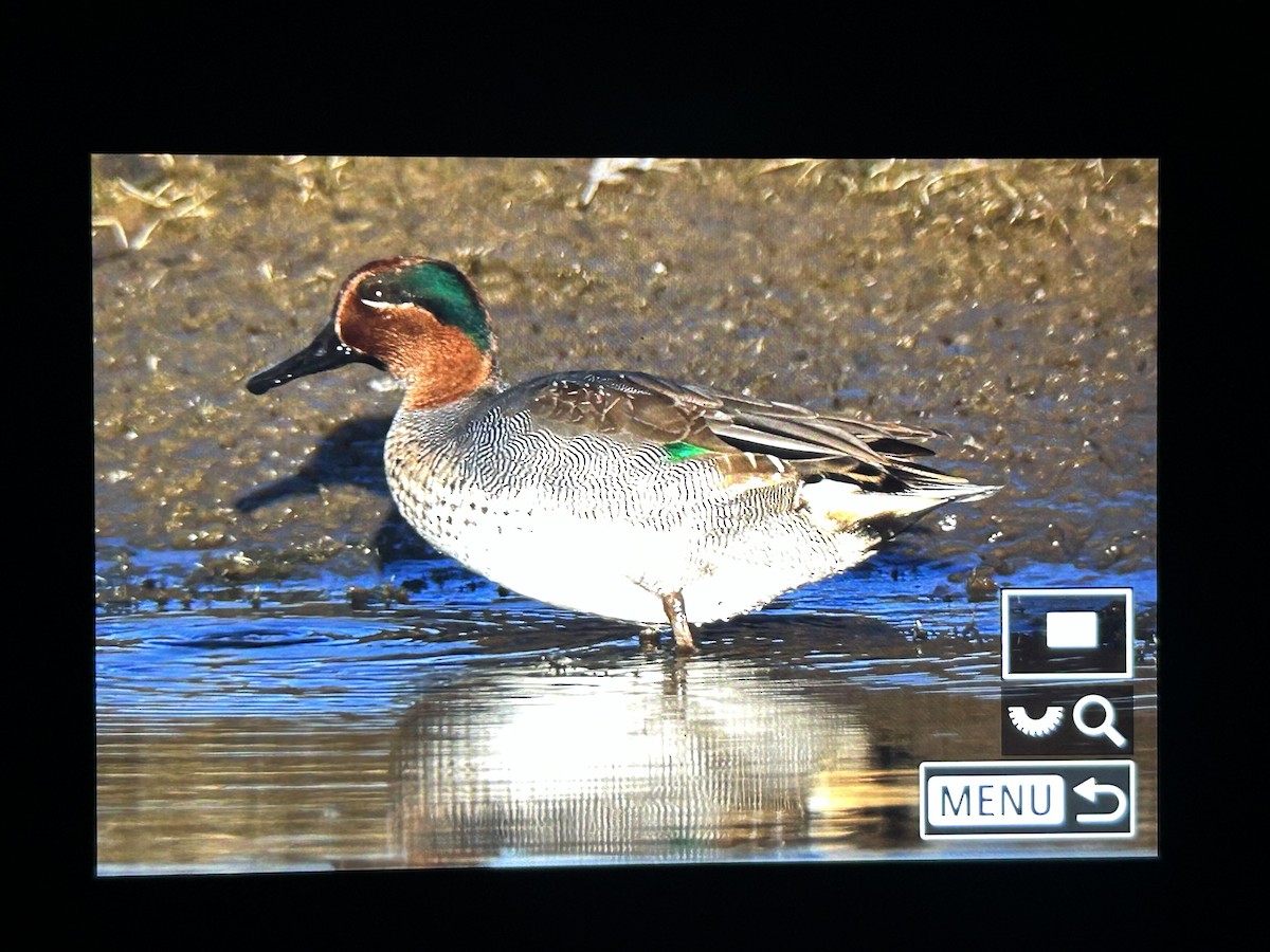 Green-winged Teal - ML647336860