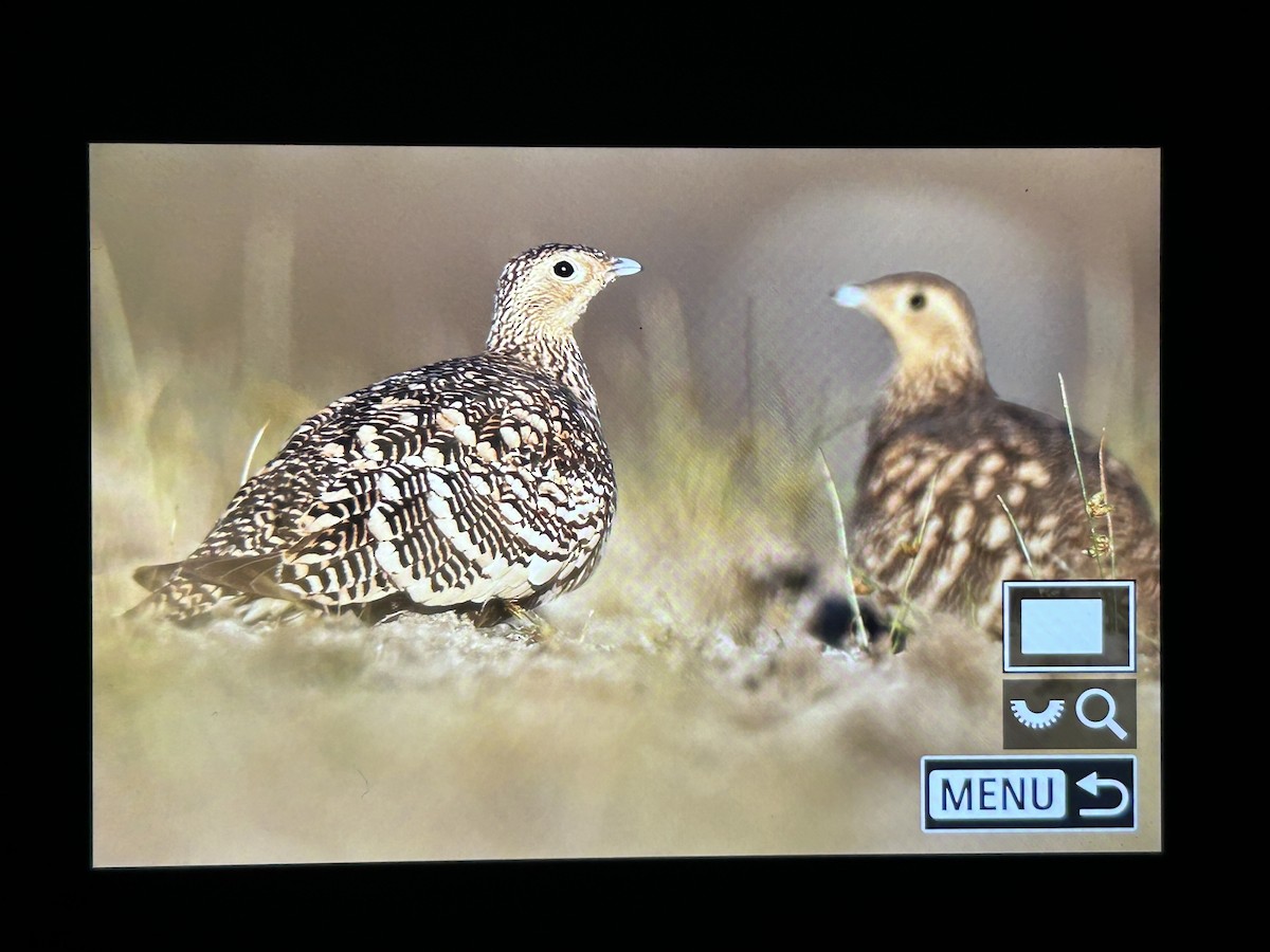 Chestnut-bellied Sandgrouse - ML647336865