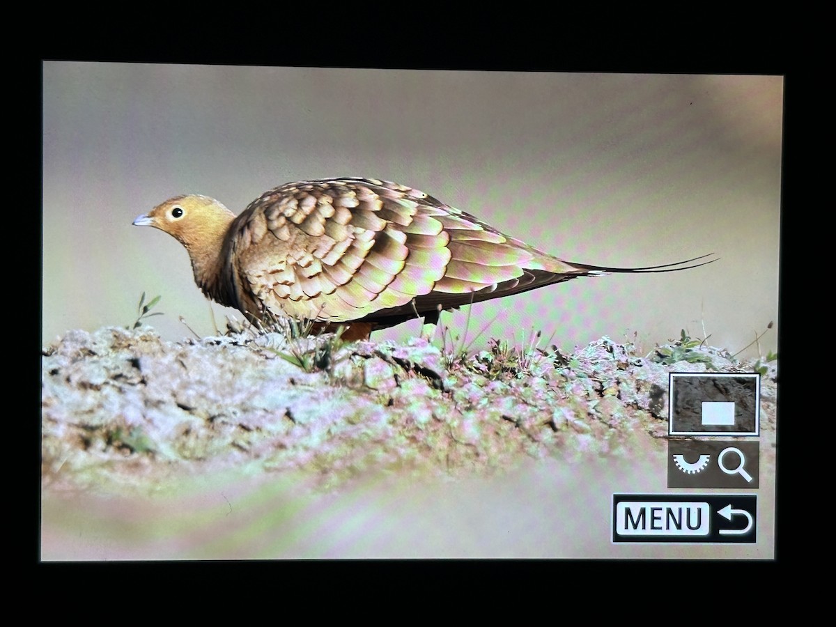 Chestnut-bellied Sandgrouse - ML647336866