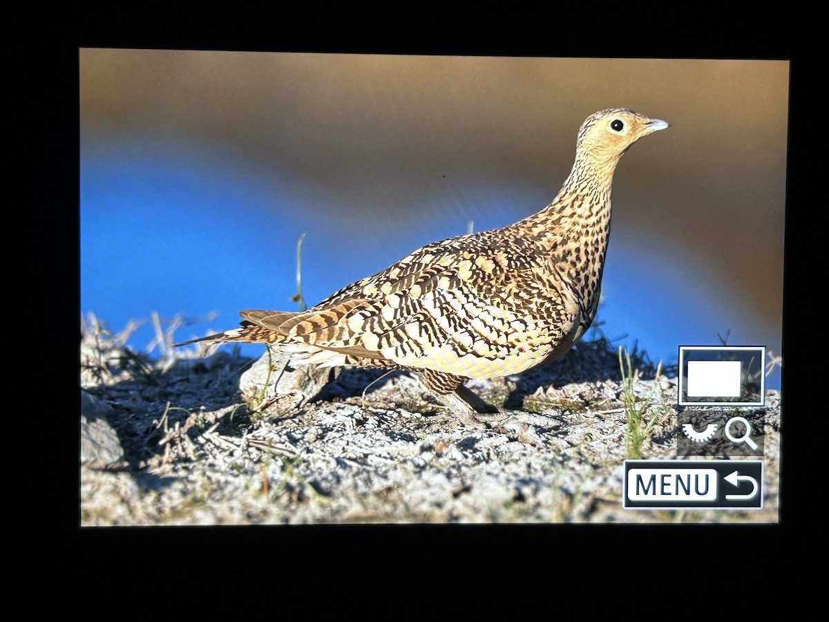 Chestnut-bellied Sandgrouse - ML647336867