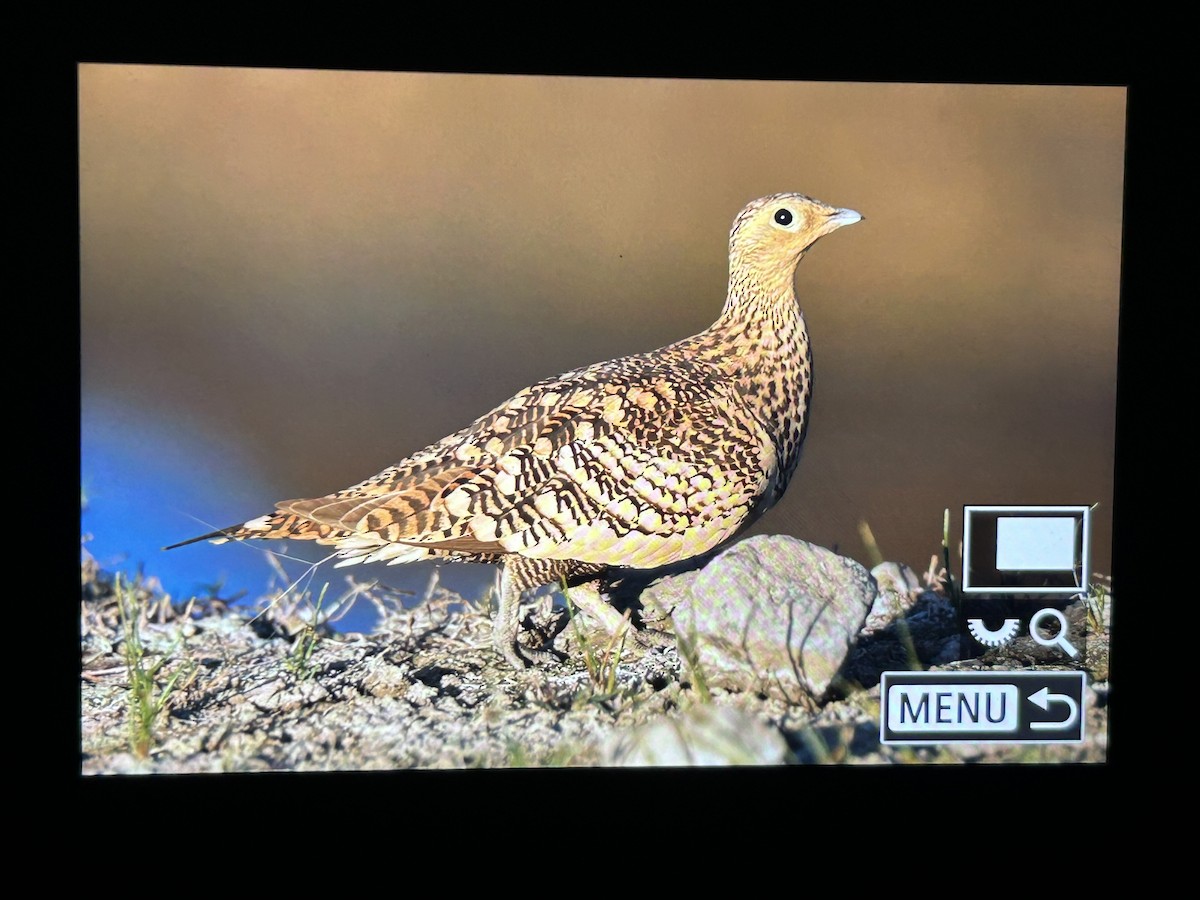 Chestnut-bellied Sandgrouse - ML647336868