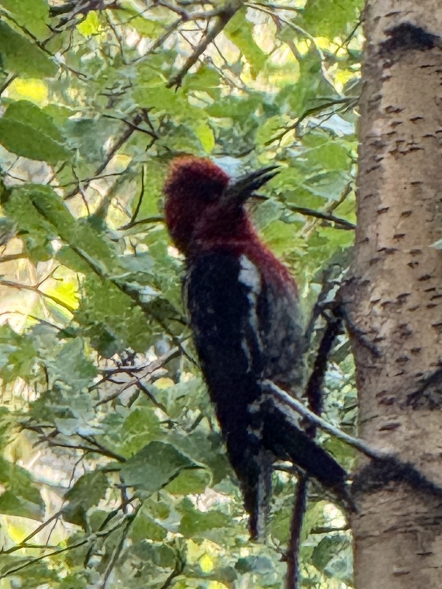 Red-breasted Sapsucker - ML647336870