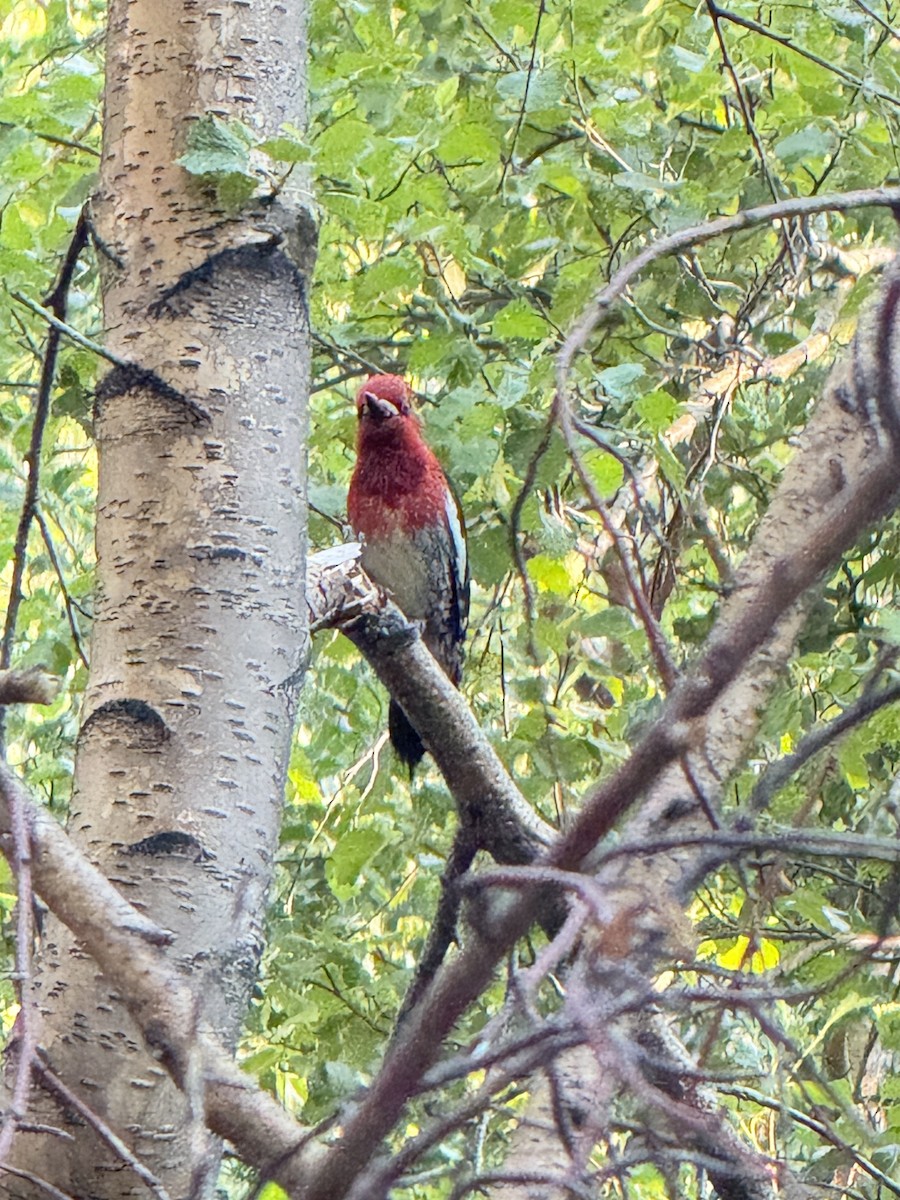 Red-breasted Sapsucker - ML647336871