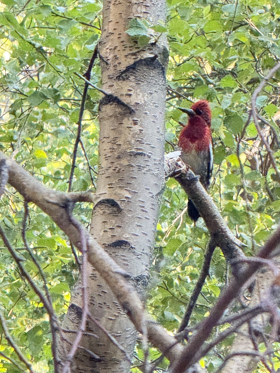 Red-breasted Sapsucker - ML647336872