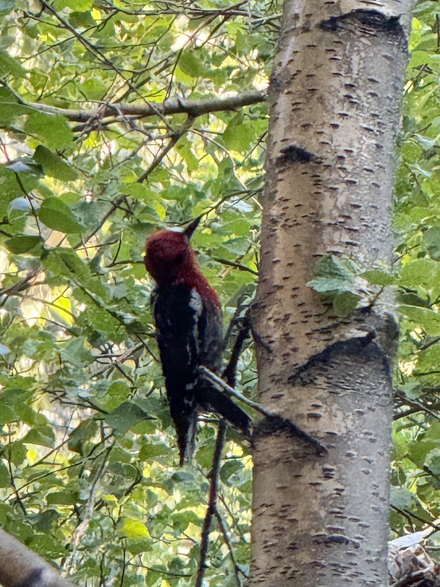 Red-breasted Sapsucker - ML647336873
