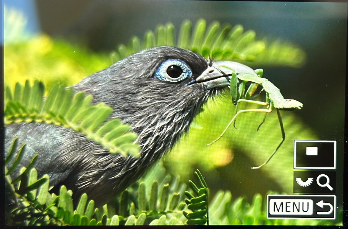 Blue-faced Malkoha - ML647336885